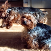 Photo de Yorkshire terrier