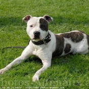 Photo d'American staffordshire terrier