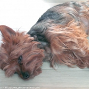 Photo de Yorkshire terrier