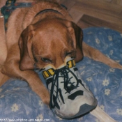 Photo de Basset fauve de bretagne