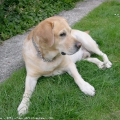 Photo de Labrador retriever