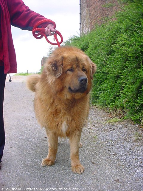 Photo de Dogue du tibet