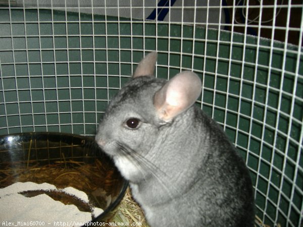 Photo de Chinchilla