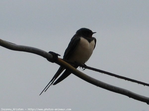 Photo de Hirondelle