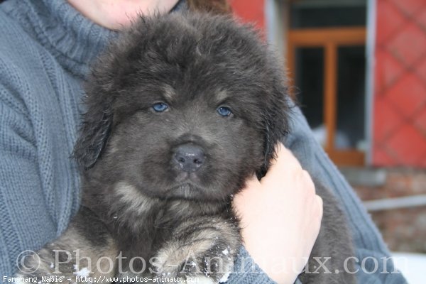 Photo de Dogue du tibet