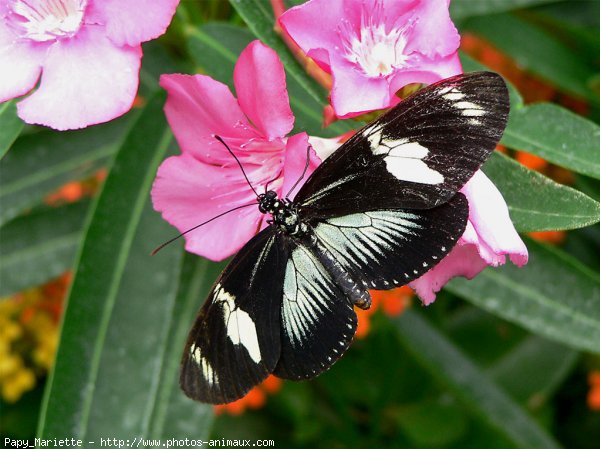 Photo de Papillon