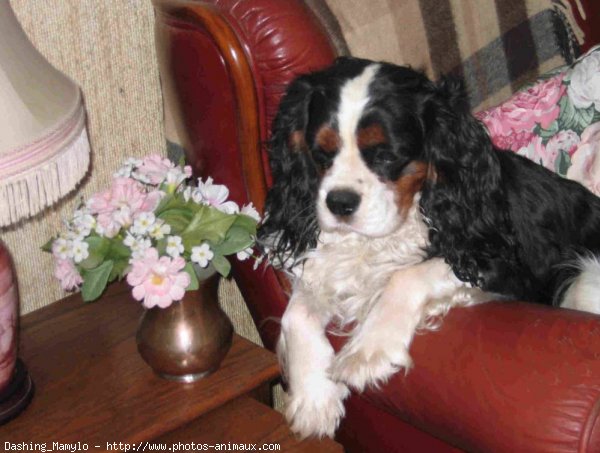 Photo de Cavalier king charles spaniel