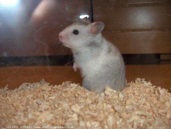 Photo de Hamster