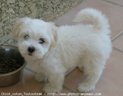 Photo de Coton de tulear