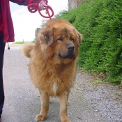 Photo de Dogue du tibet