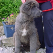 Photo de Dogue du tibet