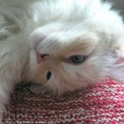 Photo de Ragdoll