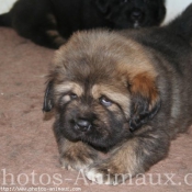 Photo de Dogue du tibet