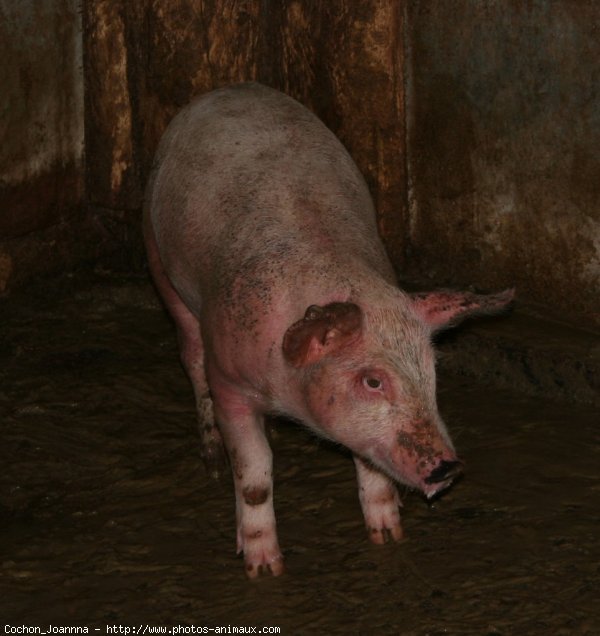 Photo de Cochon