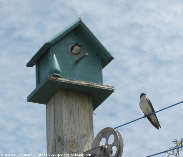 Photo de Hirondelle