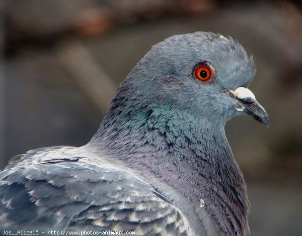 Photo de Pigeon