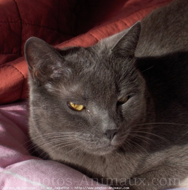 Photo de Chartreux