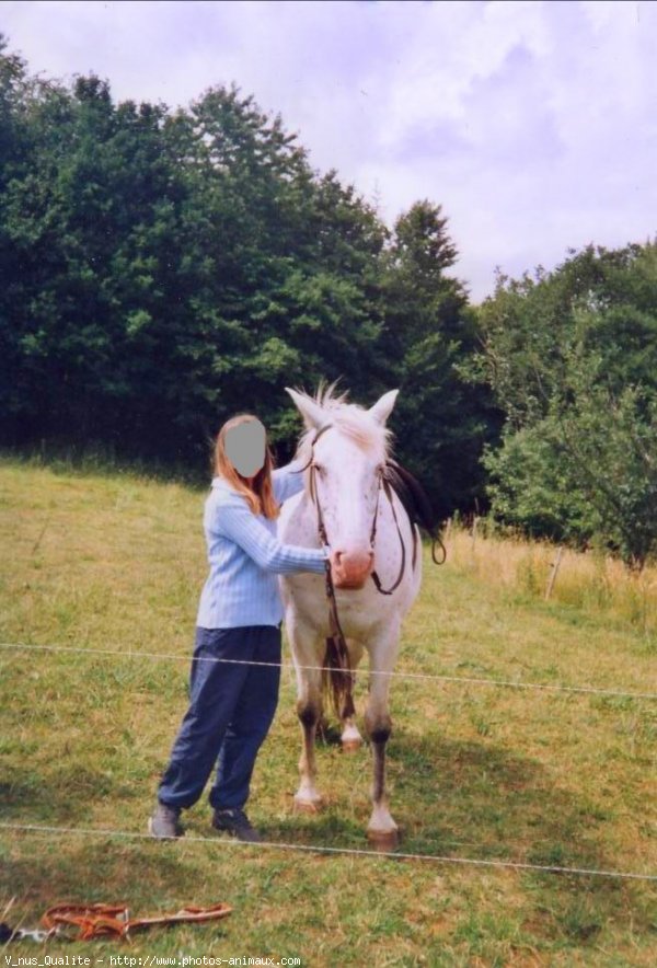 Photo d'Appaloosa