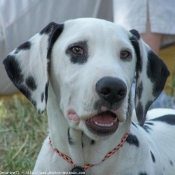 Photo de Dalmatien