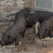 Photo de Cochon