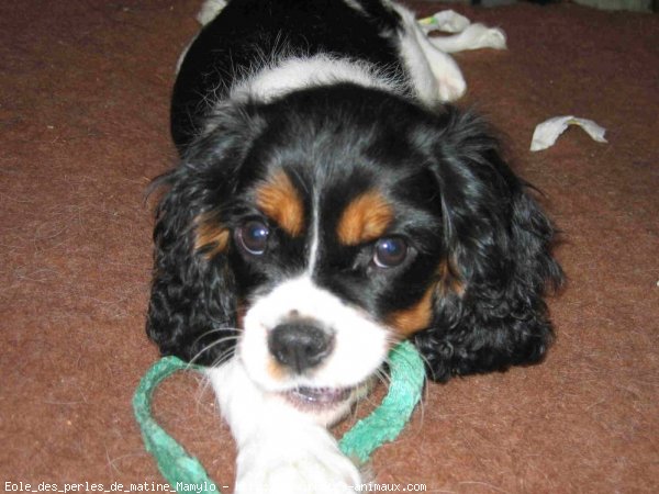 Photo de Cavalier king charles spaniel