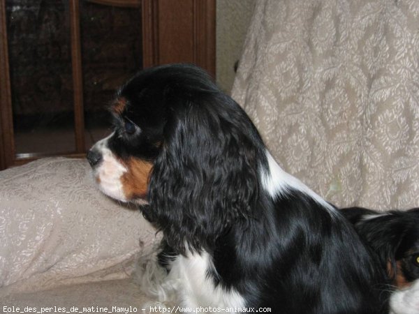 Photo de Cavalier king charles spaniel