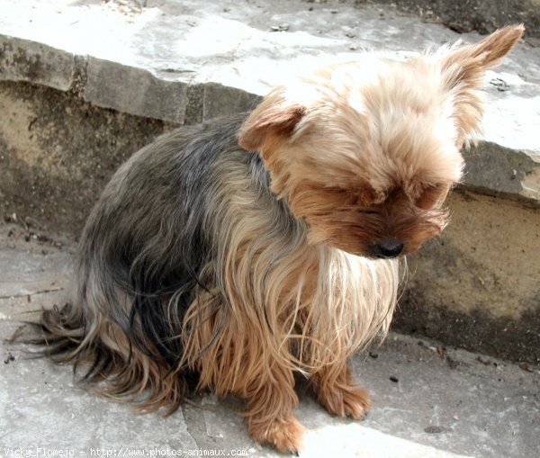 Photo de Yorkshire terrier