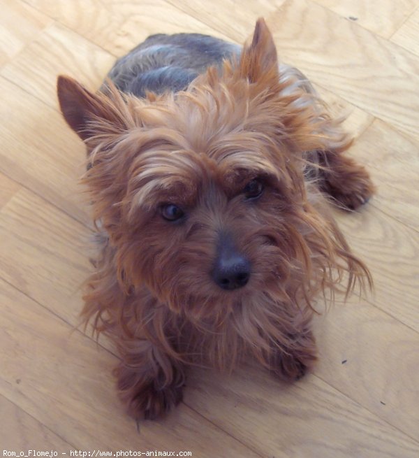 Photo de Yorkshire terrier