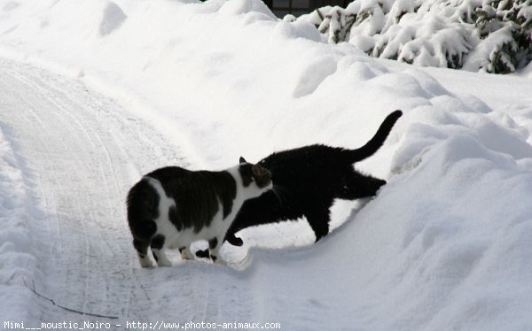 Photo de Chat domestique