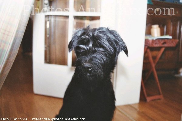 Photo de Schnauzer gant