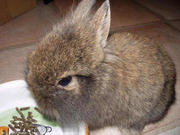 Photo de Lapin