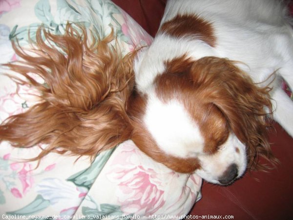 Photo de Cavalier king charles spaniel