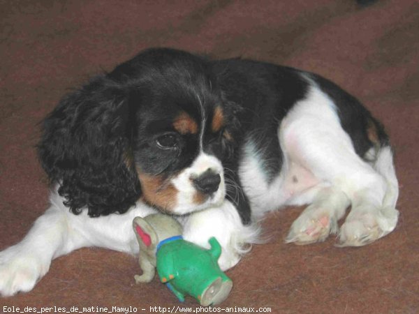 Photo de Cavalier king charles spaniel