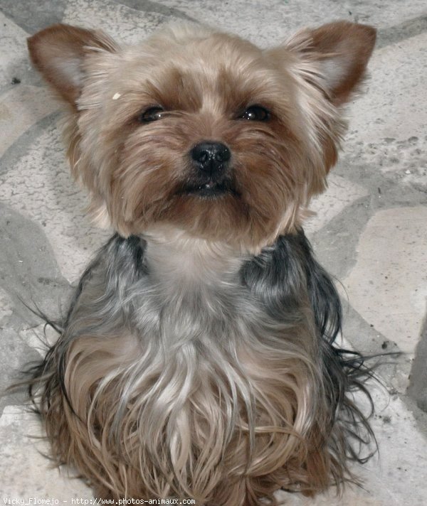 Photo de Yorkshire terrier