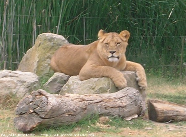 Photo de Lion