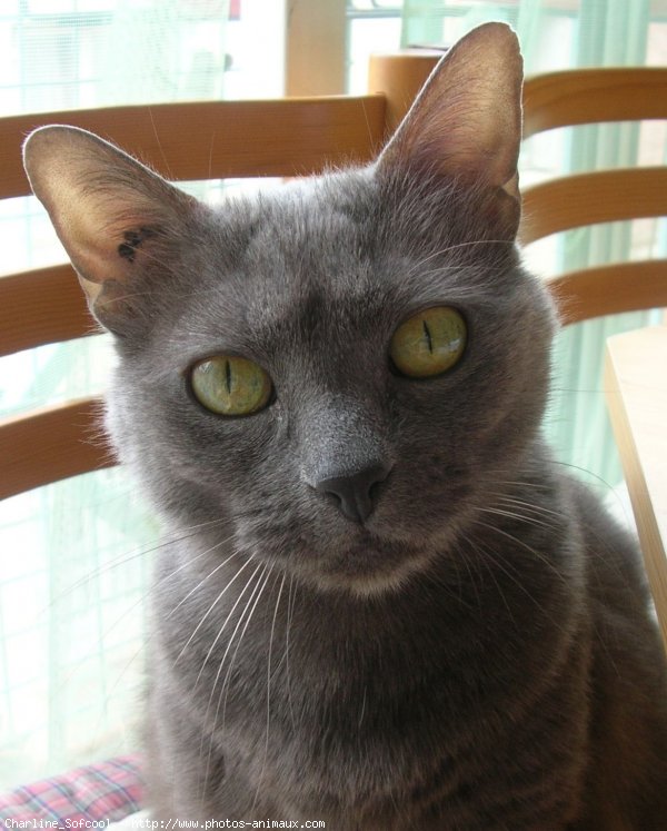 Photo de Chartreux