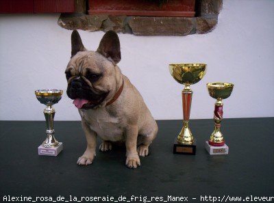 Photo de Bouledogue franais