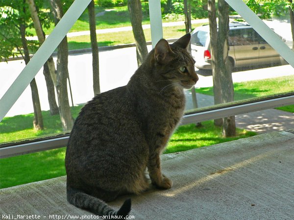 Photo d'Ocicat