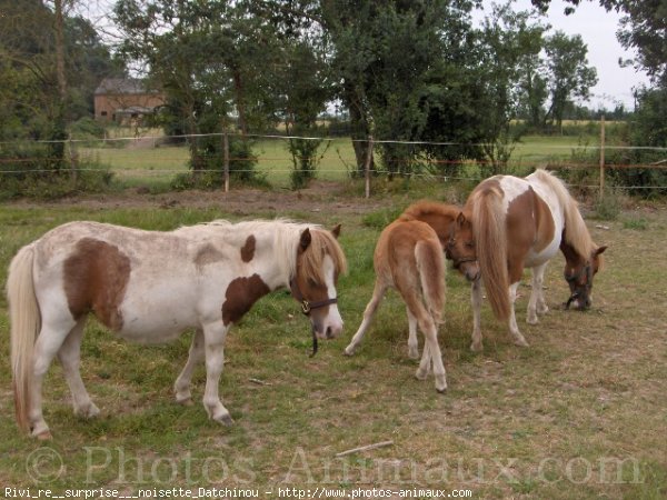 Photo de Shetland