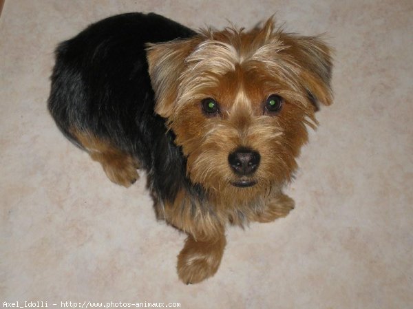 Photo de Yorkshire terrier