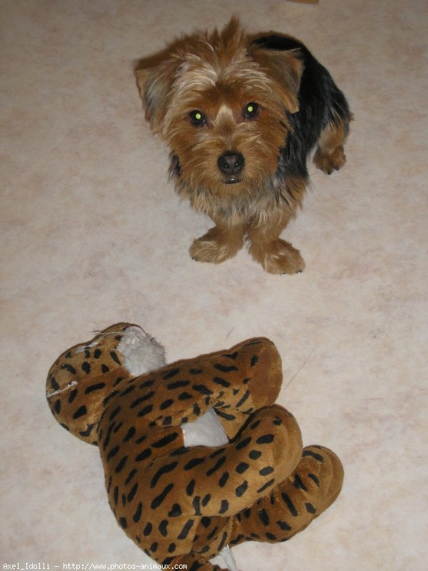 Photo de Yorkshire terrier