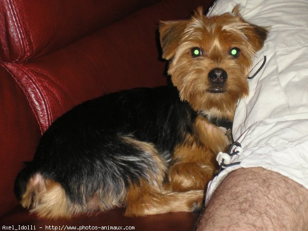 Photo de Yorkshire terrier