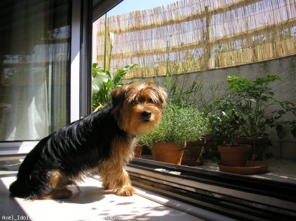 Photo de Yorkshire terrier