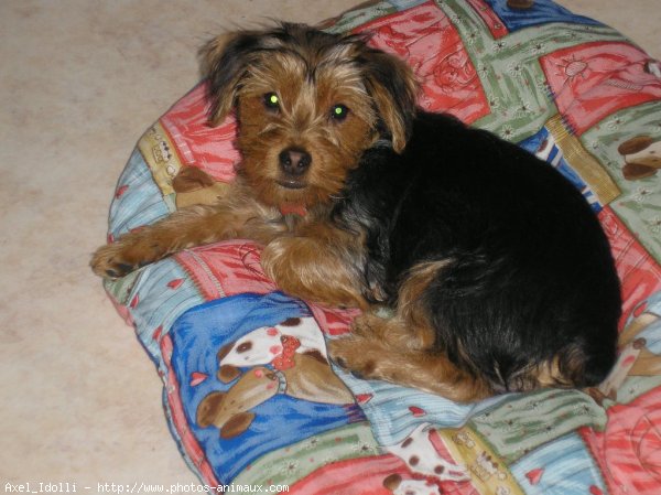 Photo de Yorkshire terrier