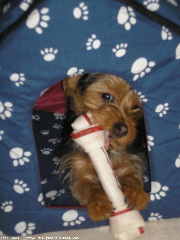 Photo de Yorkshire terrier