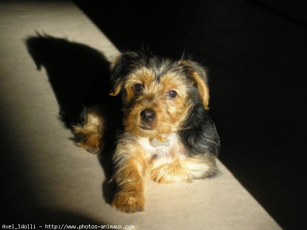 Photo de Yorkshire terrier