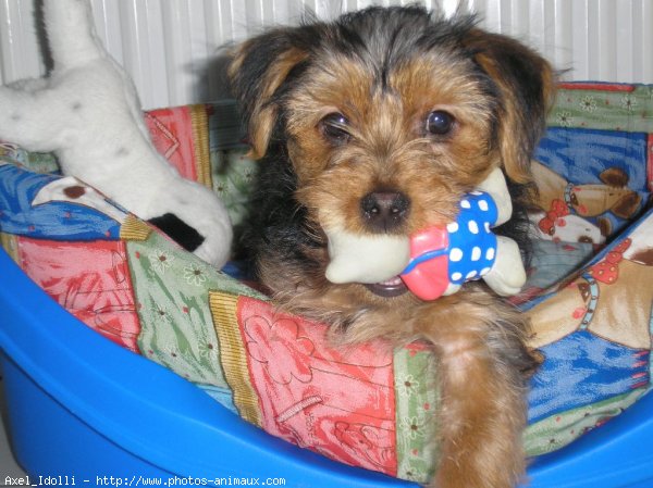 Photo de Yorkshire terrier