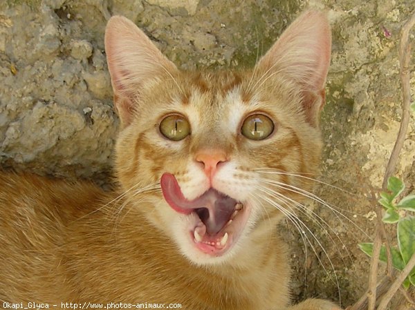 Photo de Chat domestique