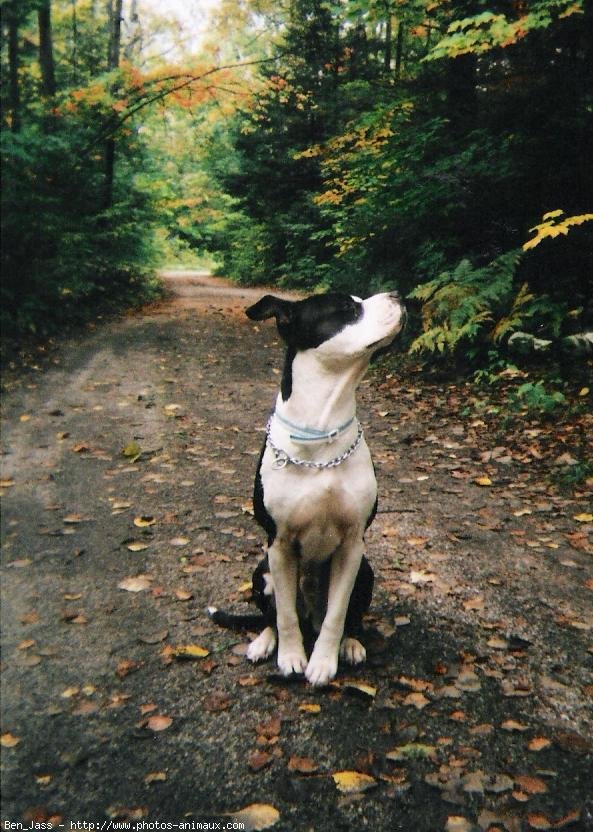 Photo d'American staffordshire terrier