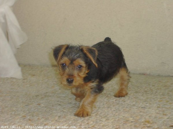 Photo de Yorkshire terrier